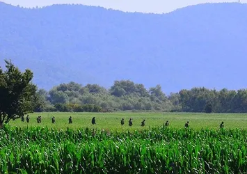 Firari darabeciler küp şeker, erik ve mısır yiyerek beslenmişler