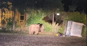 Sarıkamış’ta ayılar caddelerde cirit atıyor