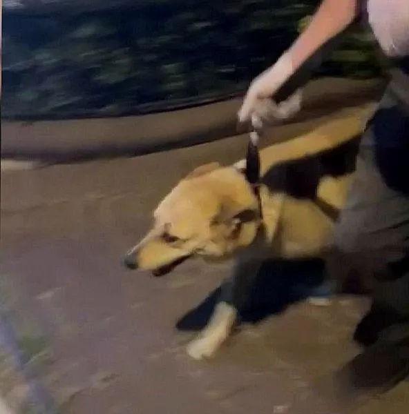 istanbulda-kopege-istismar-iddiasi-ortalik-karisti-o-anlar-kamerada-1717674805766.jpeg İstanbul'da köpeğe istismar iddiası! Ortalık karıştı! O anlar kamerada... - 1