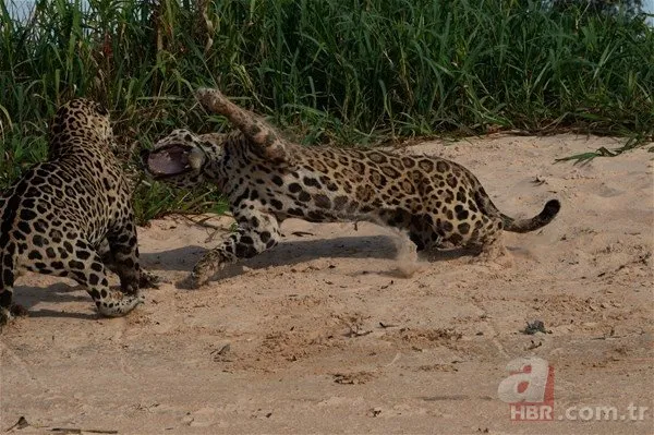 İki jaguar karşı karşıya geldi! Vahşi doğadan sosyal medyayı sallayan görüntü