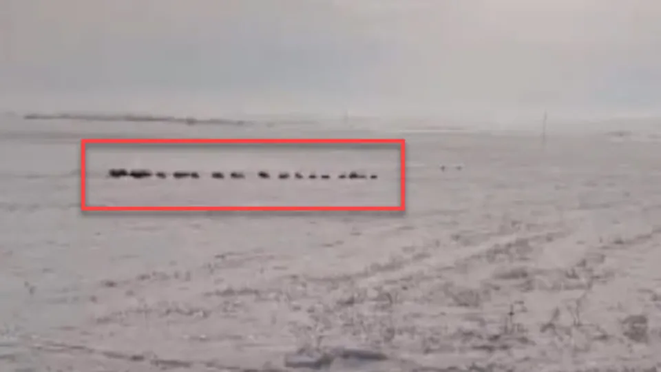 Kars’ta karlar üzerinde sürü halinde ortaya çıktılar! Görüntülerken neye uğradığını şaşırdı