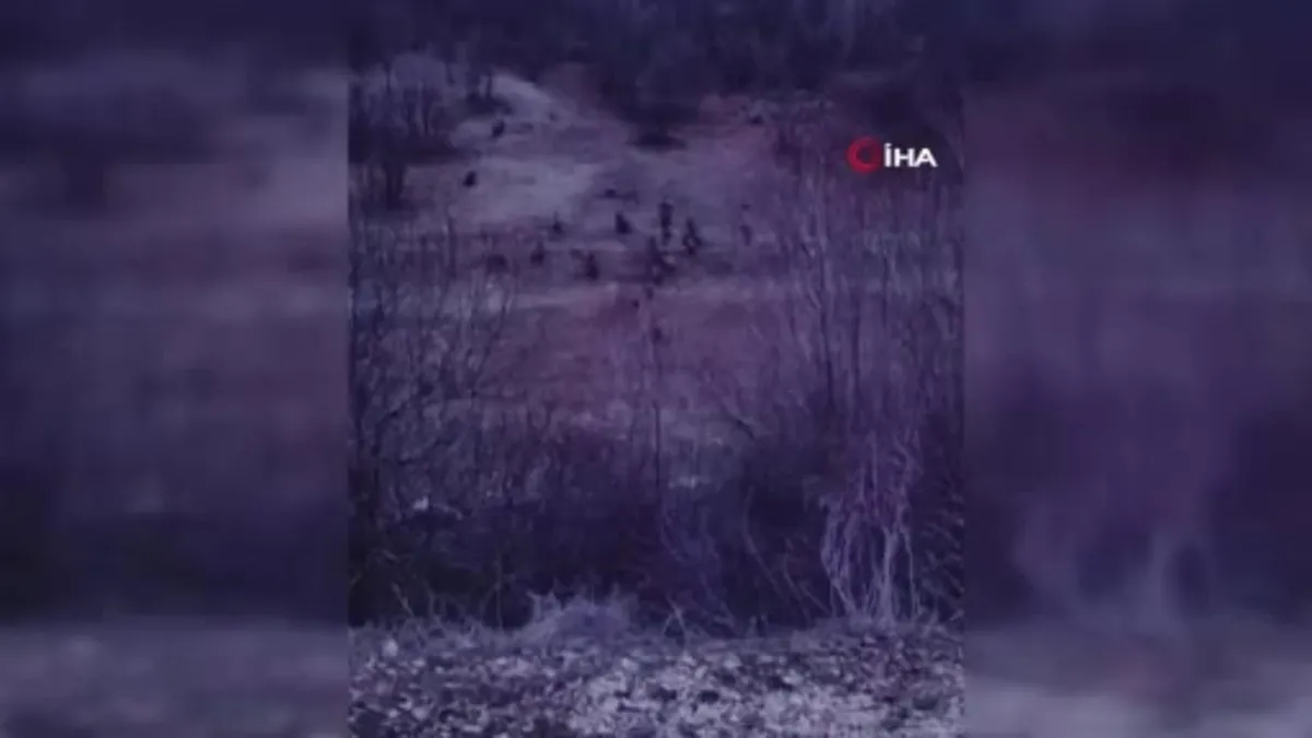 Adana'da çiftçilerin domuz nöbeti