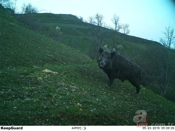 Dünyada ve Türkiye'de bir ilk! Aynı bölgede görüldüler 15
