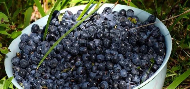 Ömrü uzatıyor hastalıklardan koruyor! İşte şifa deposu besin