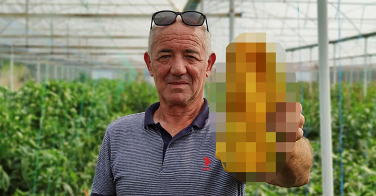 Tanesi 1 kilogram! Bursa'da dev biberi görenler hayrete düşüyor