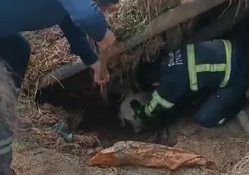 Diyarbakır'da göçük altında kalan köpeği itfaiye kurtardı