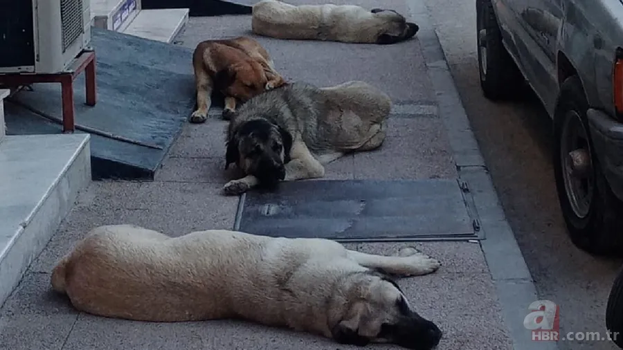 Hayvan istismarcılarının örtmek istediği gerçek! İşte 2019-2024 yılları arasında gerçekleşen sokak köpeği saldırıları 8