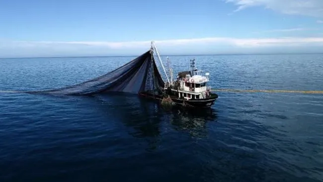 Karadeniz'de bir ilk yaşandı! Balıklar tersine göçe başladı - 2