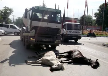 Isparta’da at dehşeti