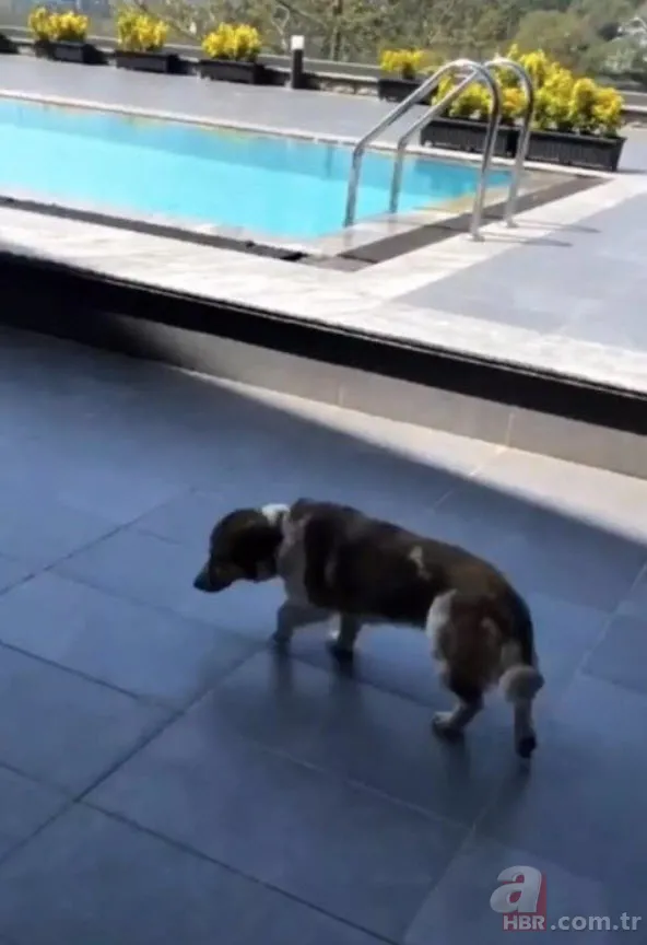 Ömer'in Gamze'si Gökçe Bahadır'ın boğaz manzaralı lüks evinin kirası şoke etti! Meğer ünlü futbolcu... 10