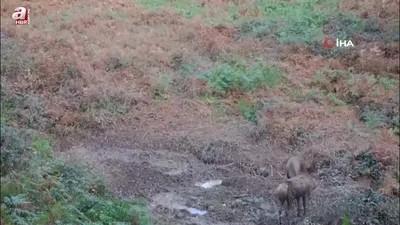 Kızıl geyikleri fotokapan görüntüledi
