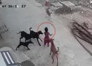 4 yaşındaki küçük çocuğa sokak köpekleri saldırdı