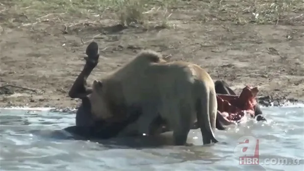 Zürafa aslanlara yem olmaktan kurtulamadı! Vahşi doğanın acımasız yüzü 25