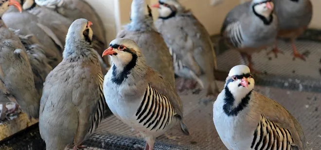 18 yılda 216 bin kınalı keklik üretildi