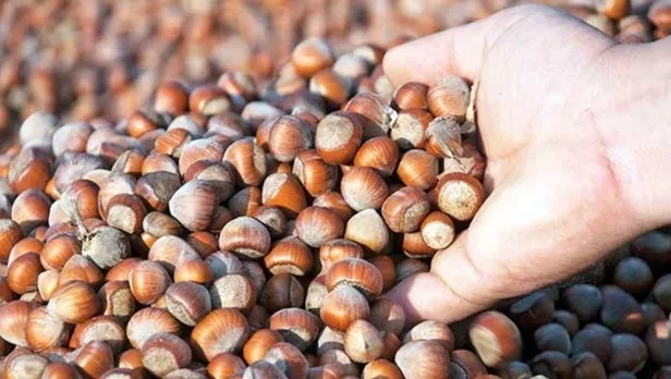 Fındık fiyatları açıklandı mı, belli oldu mu? 2021 fındık fiyatları ne zaman açıklanacak? İllere göre güncel fındık fiyat listesi...