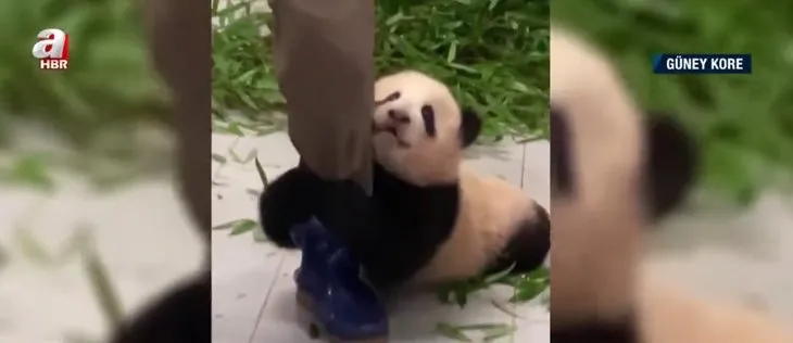 Paçasına sarıldı gitmemesi için elinden geleni yaptı! Bebek panda sosyal medyada gündem oldu