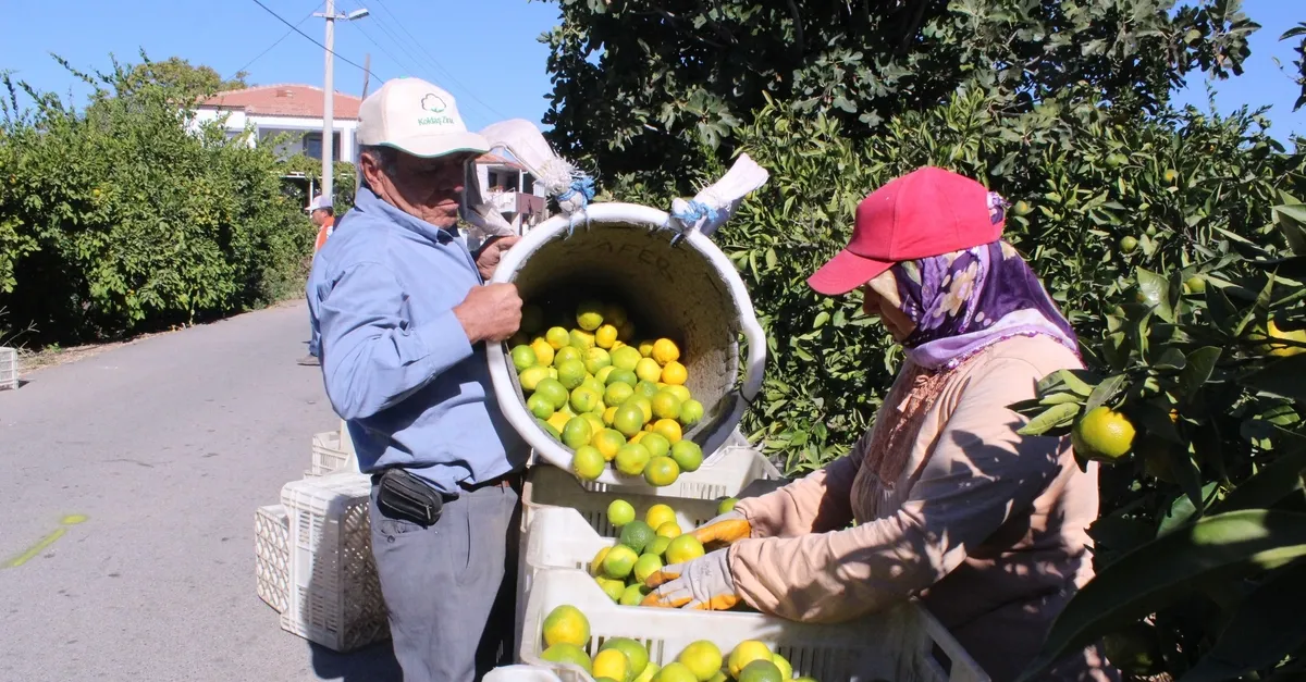 İzmir'de satsuma hasadı başladı