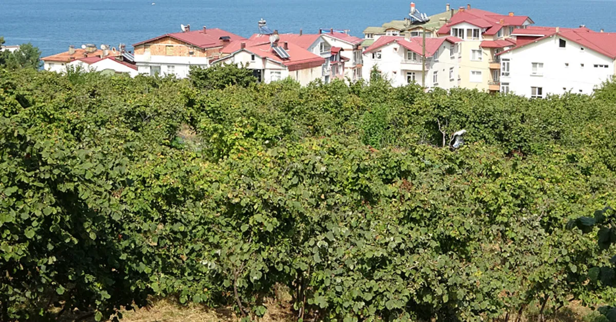 Fındıkta ‘erken hasat yapılmaması’ uyarısı