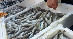 Karadeniz’de bereket! Tezgahlar doldu taştı