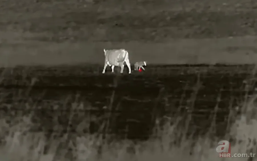 Kurtlar inek çiftliğini bastı! Sığırlarını kaybeden sahibi çözümü katliamda buldu | Bu görüntüler dehşete düşürdü 3