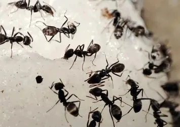 Karıncaları anında yok ediyor!