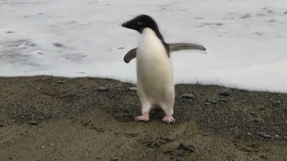 Yüzlerce kilometre yol katetti! Oyuncak sandı... Öğrenince şoke oldu
