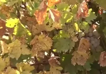 Batman'da bağbozumu heyecanı