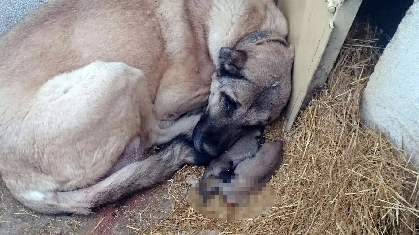Buyuk Sir Cozuldu Kangal Kopekleri Neden Yavrularini Yiyor