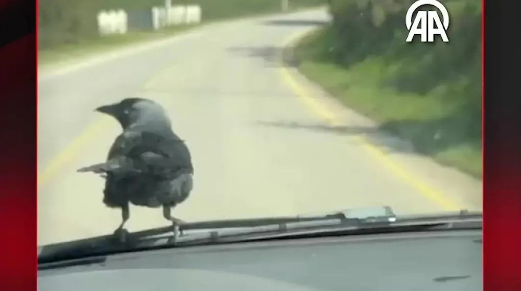 KARGA PEŞİNİ BIRAKMADI