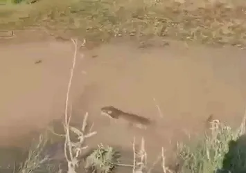 Siirt'te su samuru görüldü