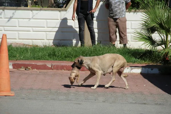 1630164410339.jpg Antalya'da canilik: 5 yavru köpek önce zehirlendi ardından yakıldı - 4