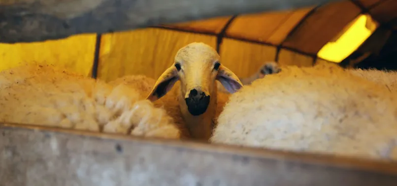 Kabine Toplantısı son dakika: Bayram tatili kaç gün oldu? Kurban Bayramı tatili 9 gün mü, 11 gün mü olacak?