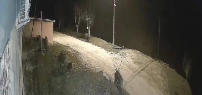 Domuz sürüsü köyde! O anlar kamerada