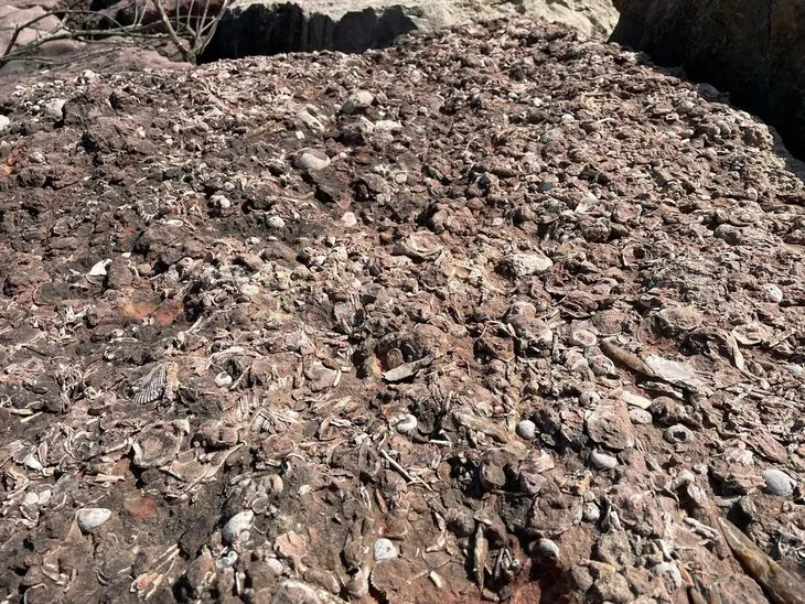 Ordu'da 65 milyon yıllık fosil bulundu iddiası