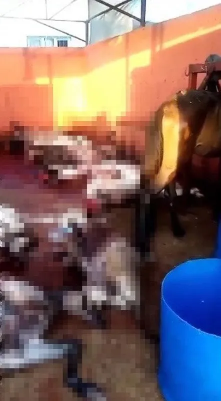 Adana’da mide bulandıran görüntü! Kesilmiş eşek ve kesilmemiş at bulundu