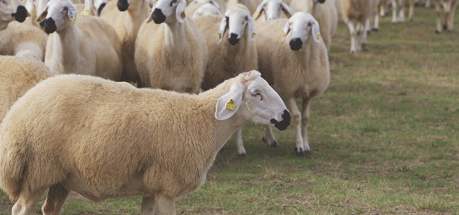 Et ithalatını önlemek için ’300 koyun proje’sine imzalar atıldı