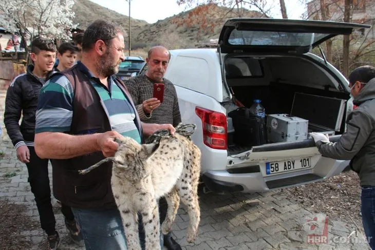 Erzurum'da vaşak operasyonu! 19 tavuğu telef etti