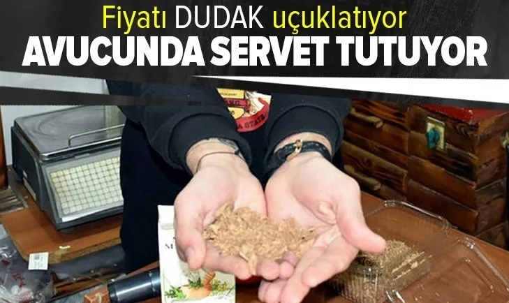 Muğla’da doğal yetişen ’ölümsüzlük mantarı’ kilosu 5 bin liradan satılıyor