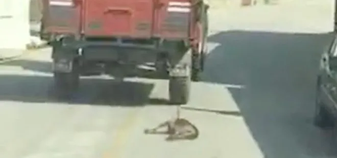 Tekirdağ’da vahşet! Traktörün römorkuna bağladığı köpeği metrelerce sürükledi
