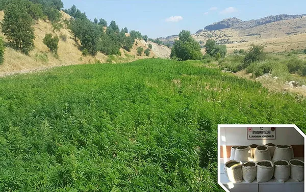 Diyarbakır'da 15 milyon kök Hint keneviri ele geçirildi - 3