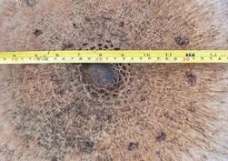 Sepette yer kalmadı! Kırklareli'de 40 santimetrelik dev mantar şoke etti