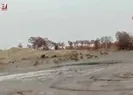 Dağ keçisi sürüsü böyle görüntülendi