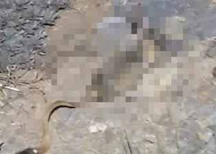 Önce fare sandılar sonra sincap...Öğrenince hayrete düştüler! Nesli tükenmekte olan hayvan Kahramanmaraş'ta görüntülendi