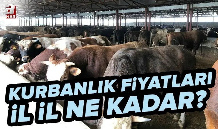 İl il kurbanlık fiyatları ne kadar? 2022 küçükbaş, büyükbaş kurbanlık fiyatları kaç TL? Dana, koç, koyun, keçi, sığır...