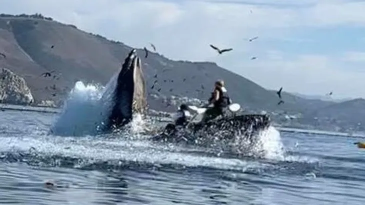 Dev balinalarla burun buruna geldiler! Bottaki turistler neye uğradığını şaşırdı