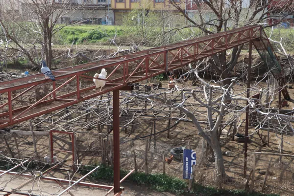 Son dakika | Tavuklarına özel köprü yaptı! Hayretler içinde kalacaksınız - 5