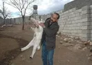 6 ayaklı kuzu görenleri şaşkına çeviriyor!