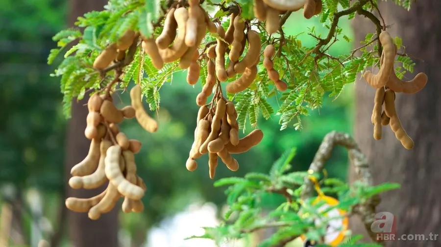 Kanuni Sultan Süleyman, Fatih Sultan Mehmet... Osmanlı padişahlarının şifa baharatı: Bir tek ölüme derman değil 3