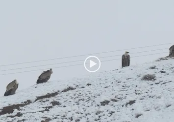 Akbabalar videokapana yakalandı