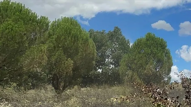 hangi-illerde-ormanlara-girisler-yasaklandi-piknik-semaver-kamp-atesi-ve-mangal-karari-son-durum-ne-1751183611442.jpg A Haber Foto Arşiv